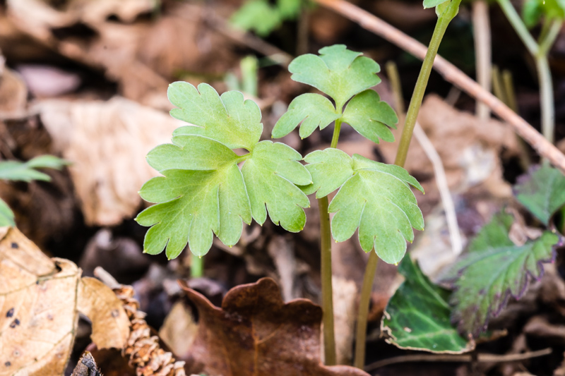 Adoxa moschatellina / Moscatella